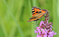 Small Tortoiseshell (Nymphalis urticae)